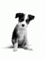 /album/psy/a2ca9d8ba31-5049705-o2-gif1/