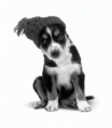 /album/psy/a3c321a079f-5049678-o2-gif/
